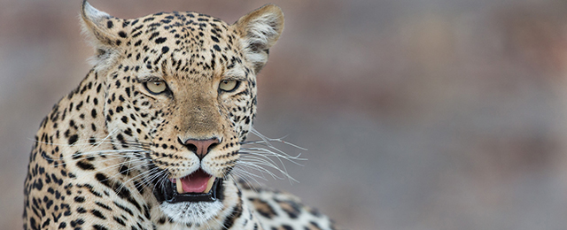 Chobe 1