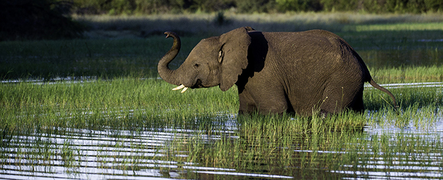Okavango 2